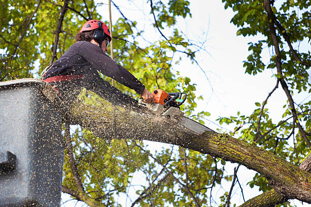 Seasonal Cleanup (Spring/Fall) in Lewistown, PA